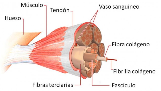 La importancia del Colágeno