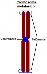 Telomerina
