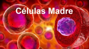 células madre