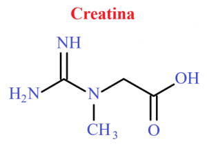 Beneficios y Propiedades de la Creatina