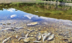 contaminación por metales pesados