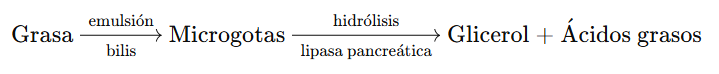 La química del proceso digestivo